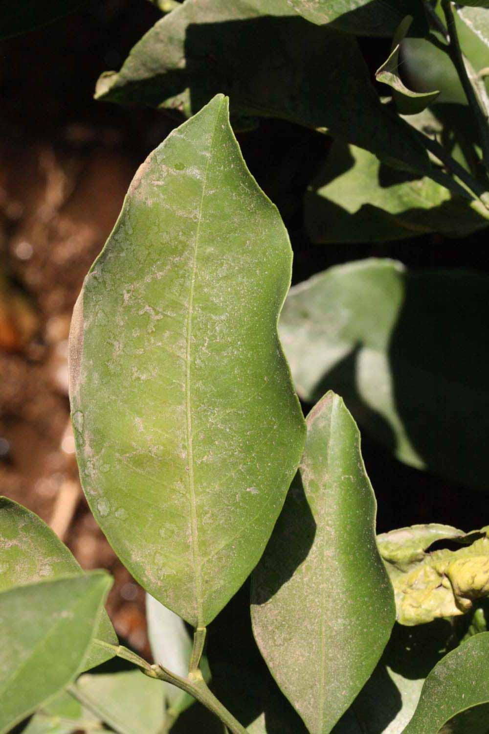            Unifoliolate leaf (Riverside, CA)   